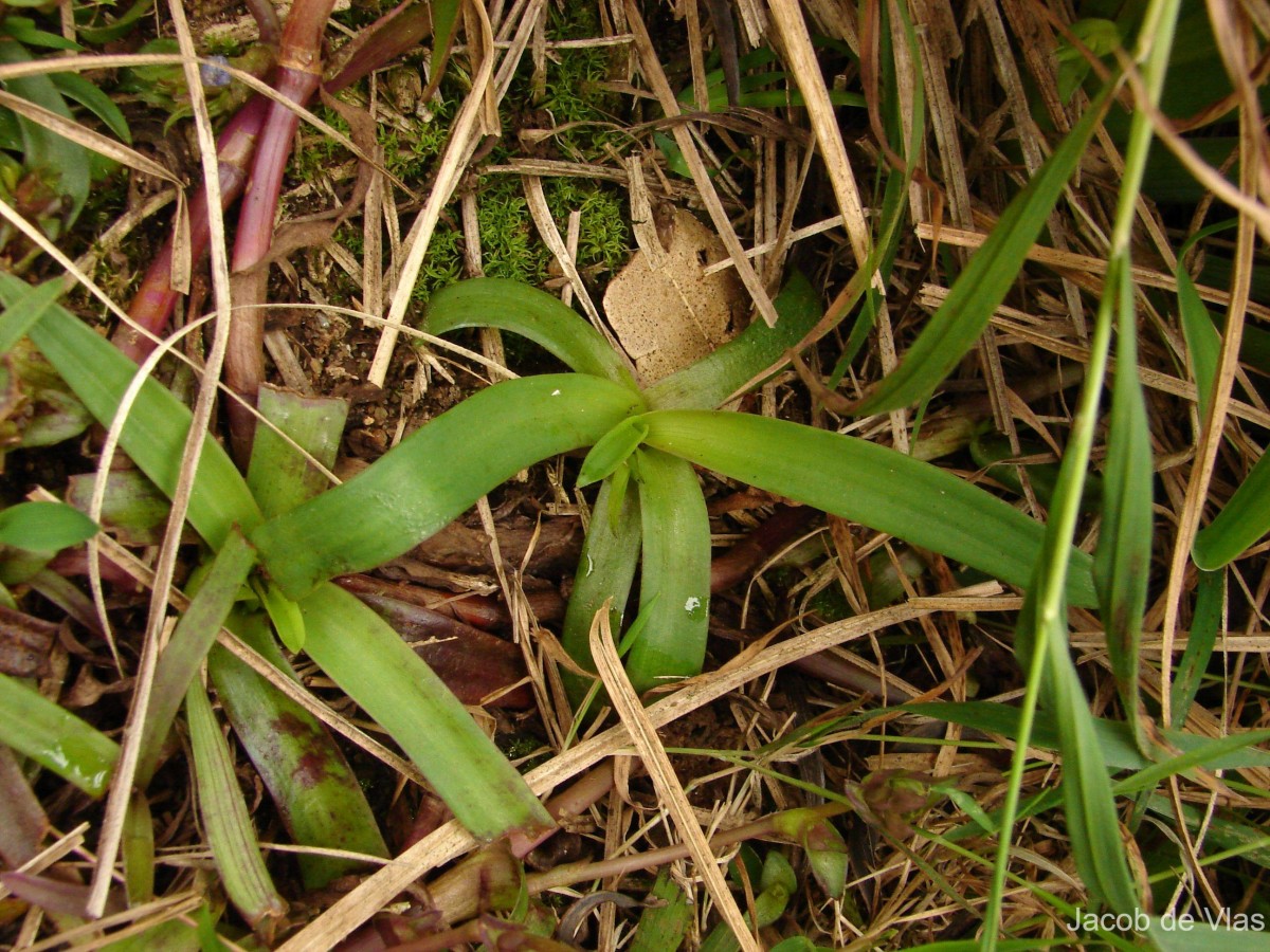 Cyanotis pilosa Schult. & Schult.f.